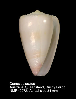Conus suturatus.jpg - Conus suturatusReeve,1844